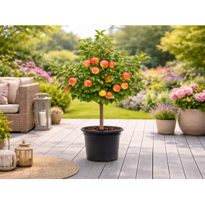 Jabloň domáca (Malus domestica) ´DELEGRINA´ - výška 80-100 cm, kont. C10L